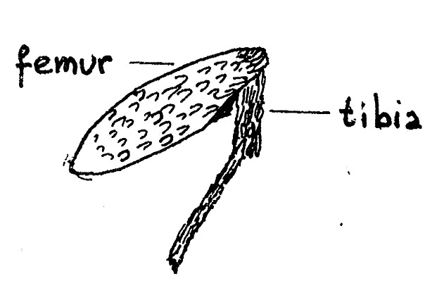 Foreleg of Opogona sacchari (Tineidae).